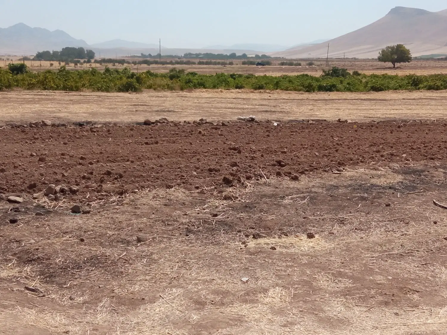 زمین آبی کمالوند زعفران