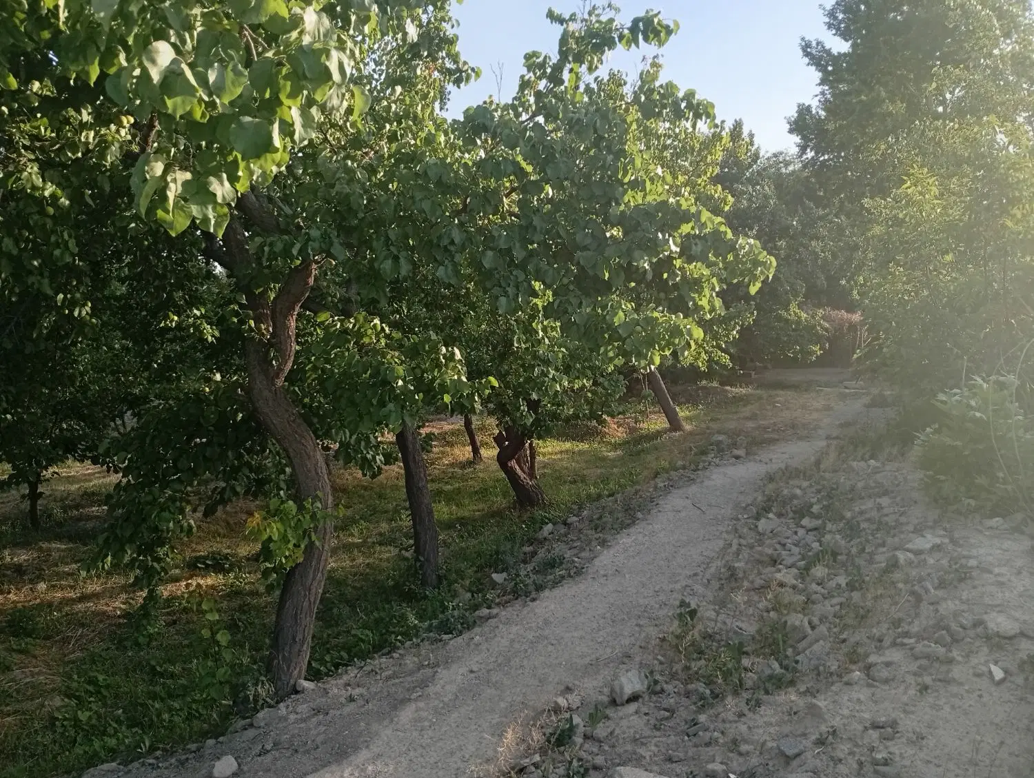 باغ در بکه