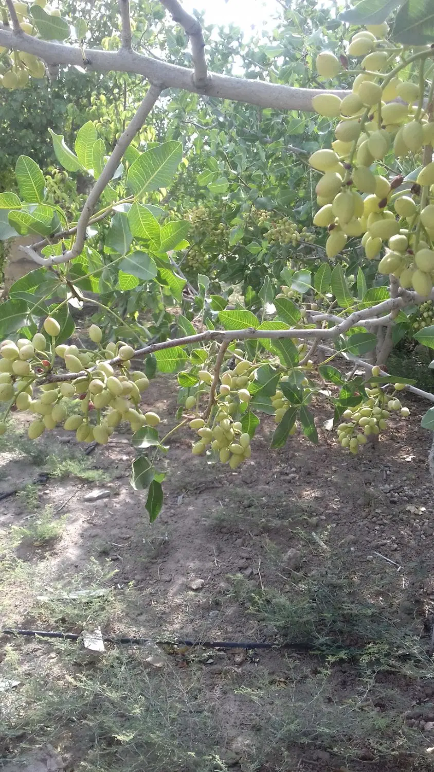 باغچه فروشی ۵۰۰ متر