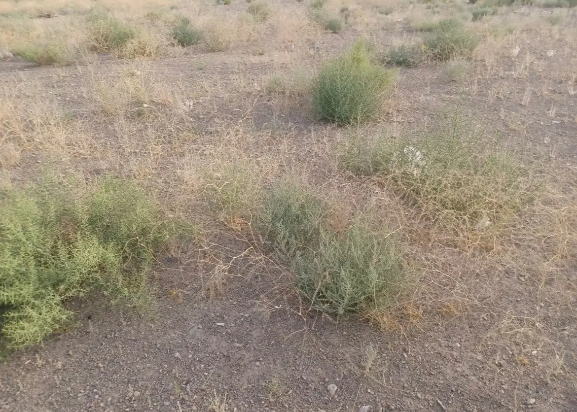زمین بلورد
