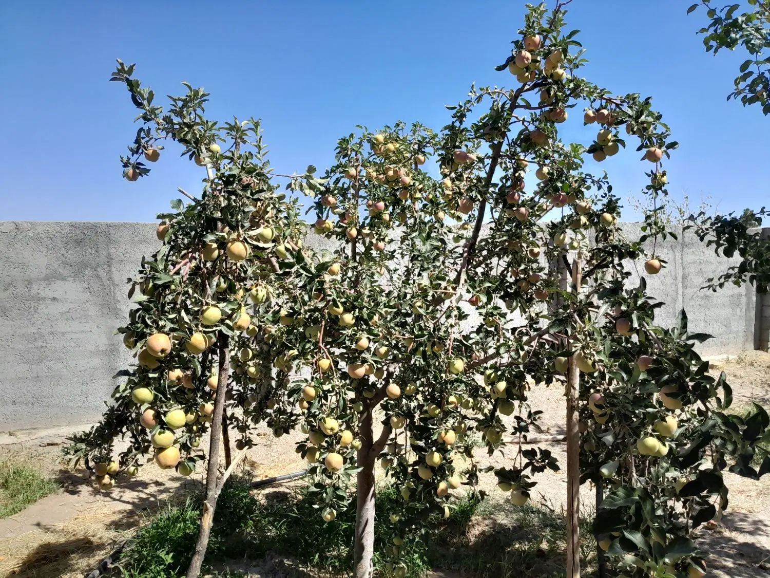 زمین ۴۵۰۰ متری شاندیز گلستان گیزی