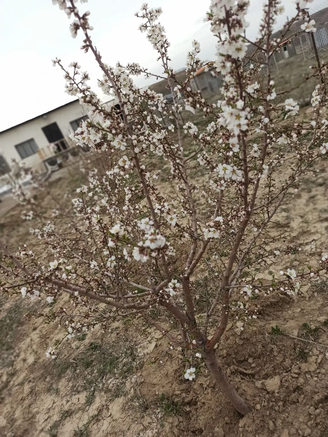 باغ ویلا