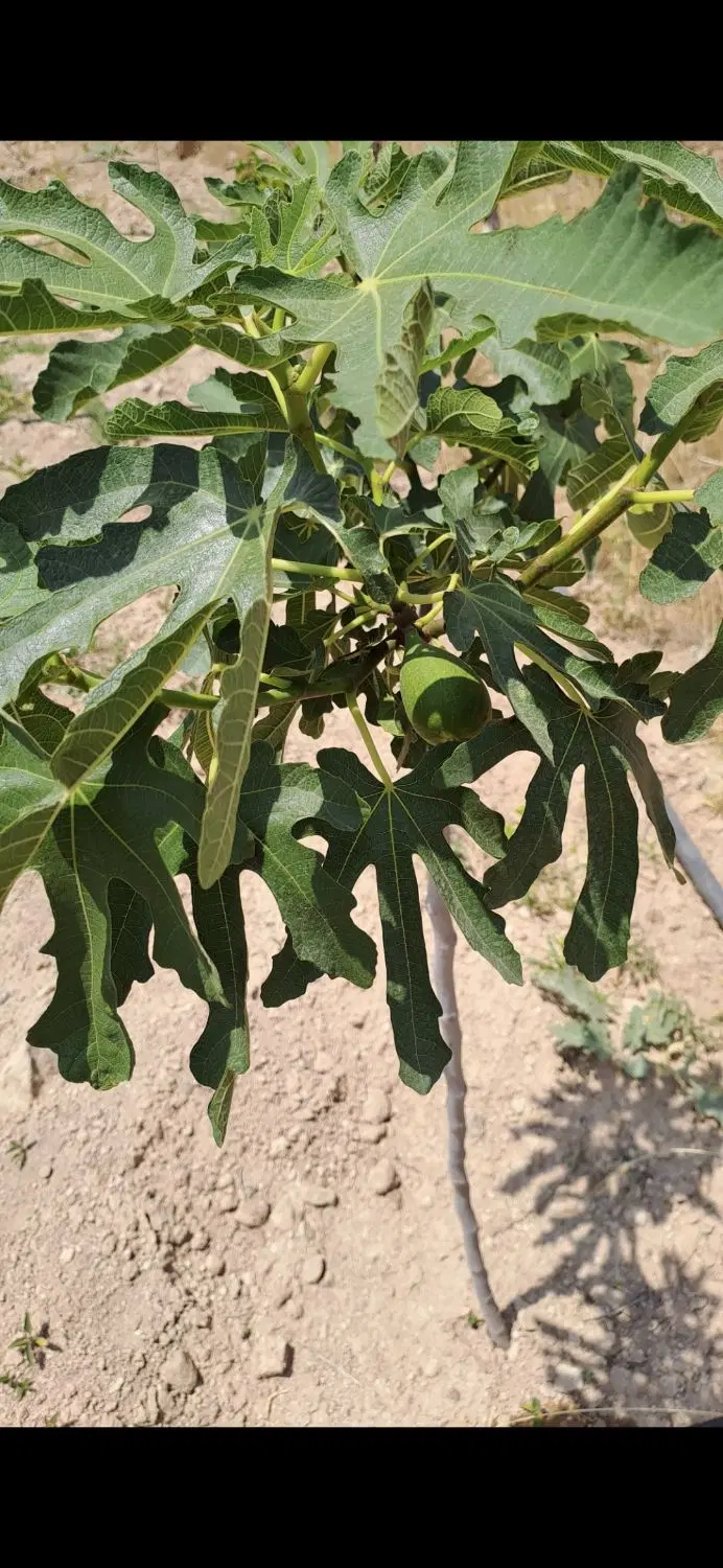 فروش باغچه
