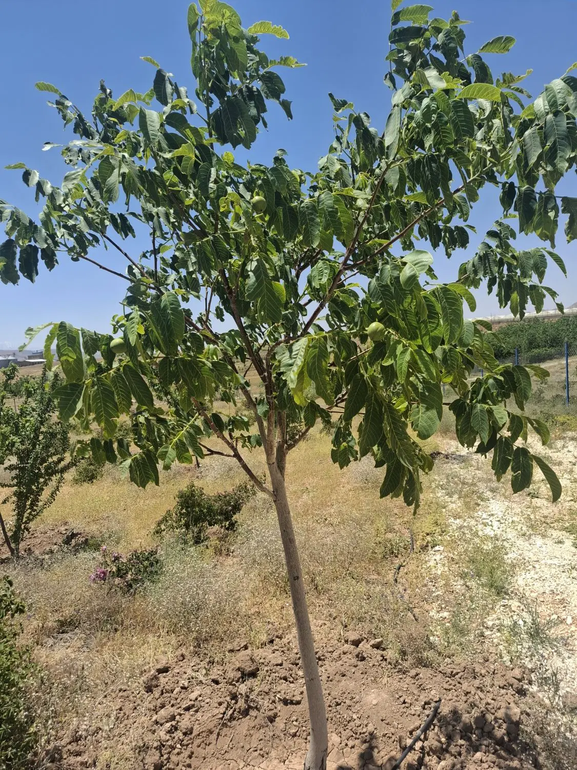 باغ به متراژ 2164 متر
