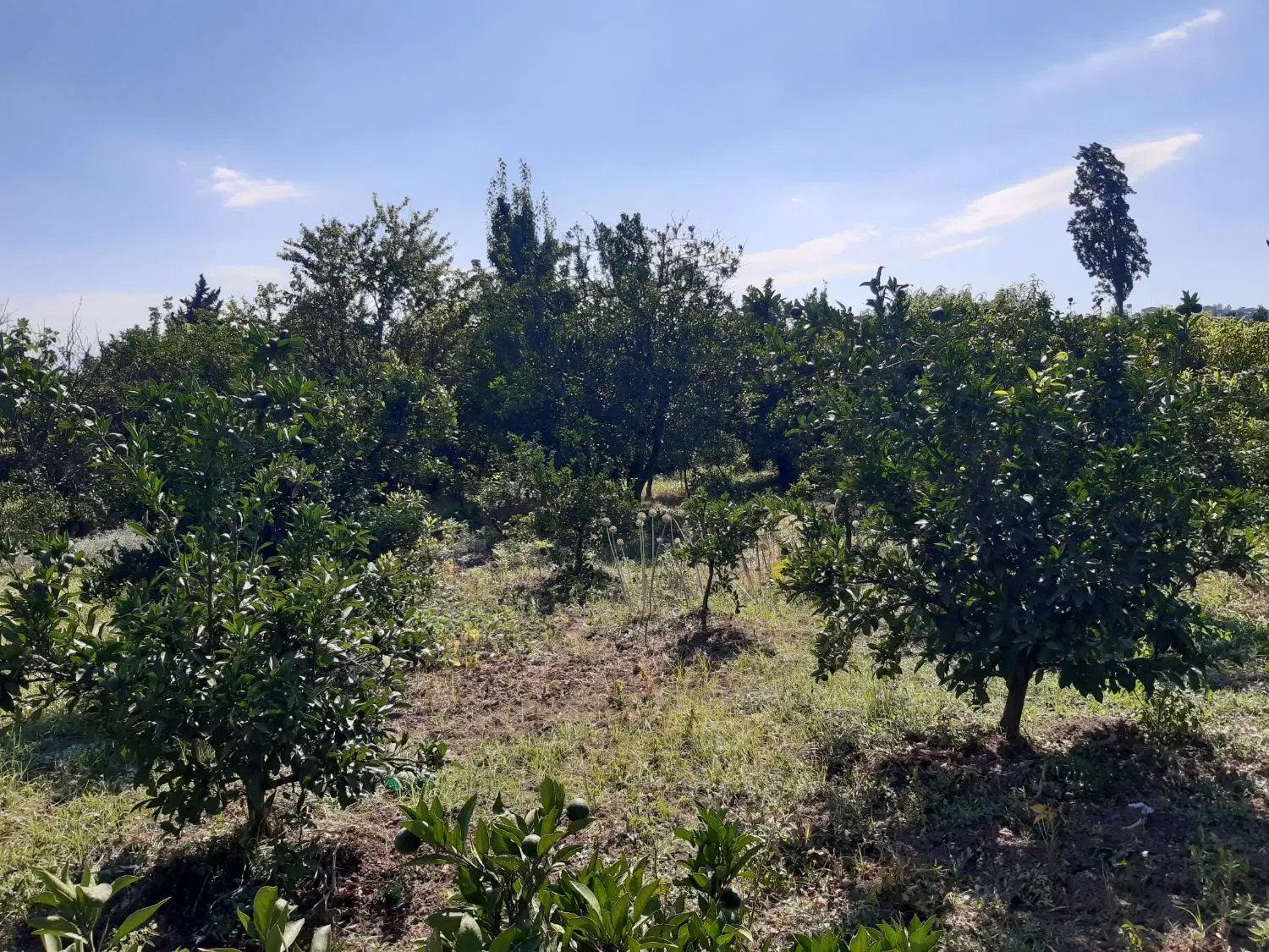 فروش زمین