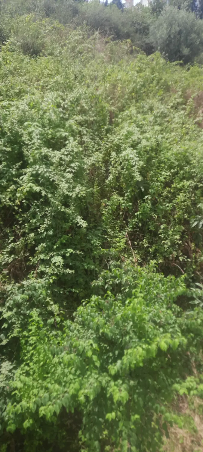 زمین باغی