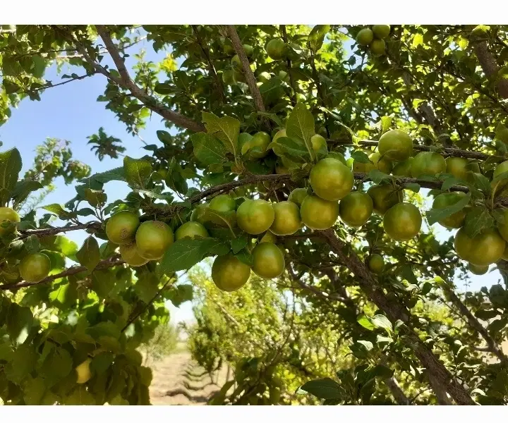 باغ