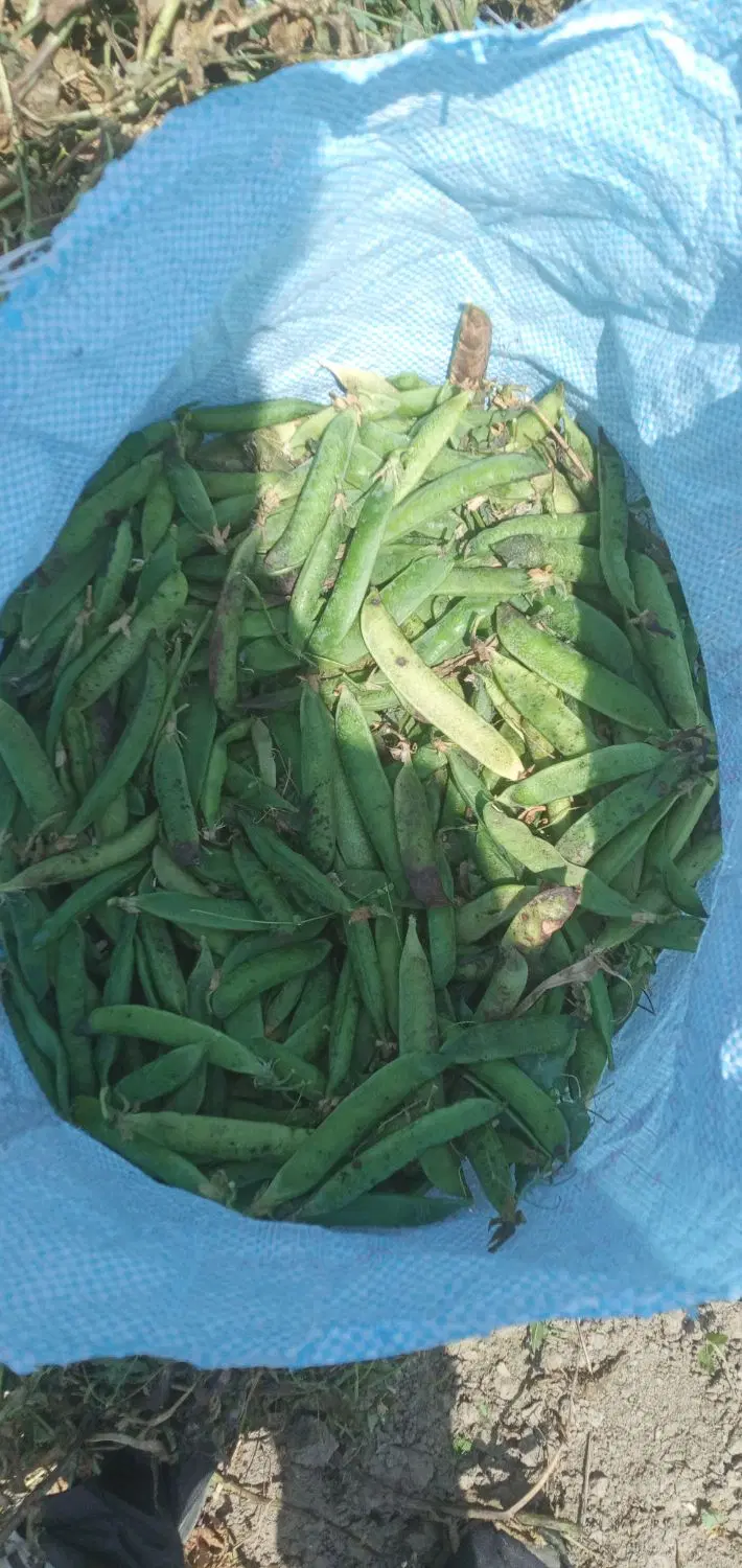 زمین کاربری دار