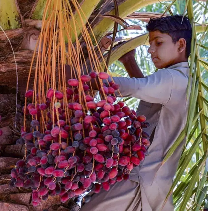 خرما اجاره میکنم بم