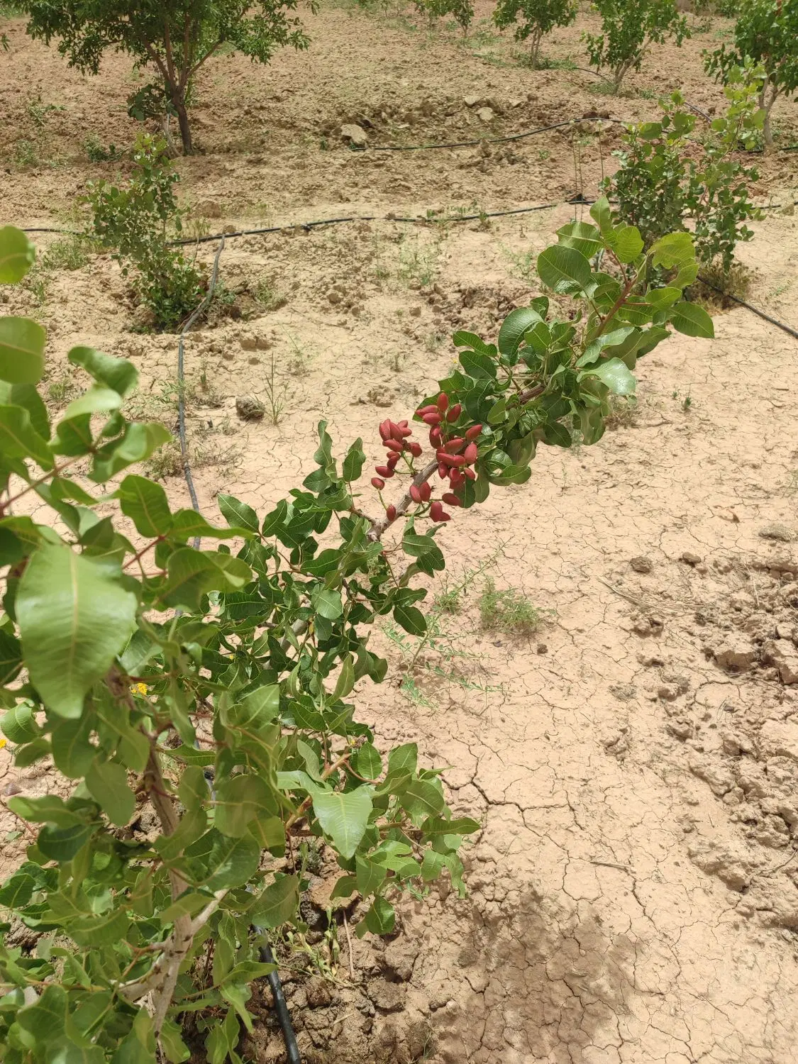 زمین باغی  پسته و میوه در زرندیه