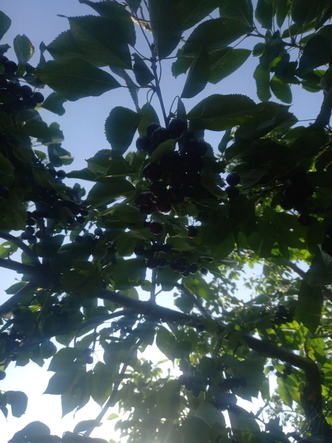 فروش زمین کشاورزی