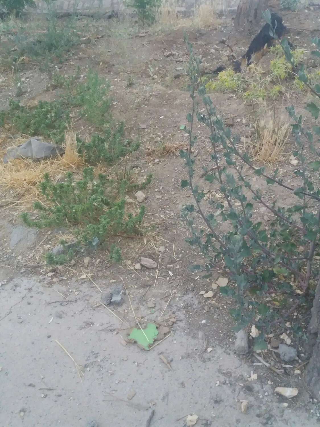 زمین مسکونی دو نبش نایسر