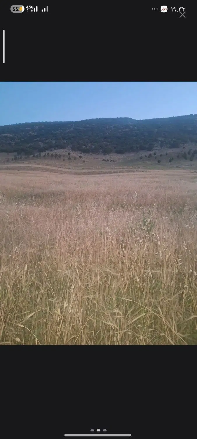 زمین کشاورزی جاده گاوسوار