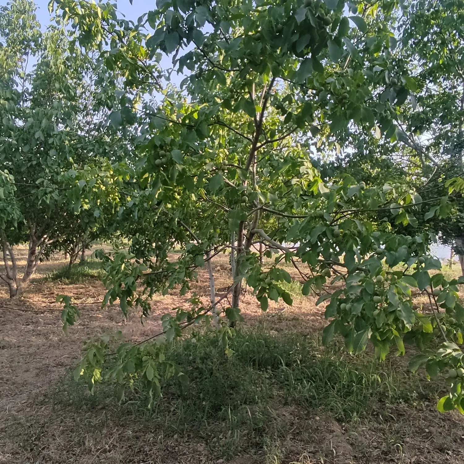 باغ دارای درختان گیلاس و گردو