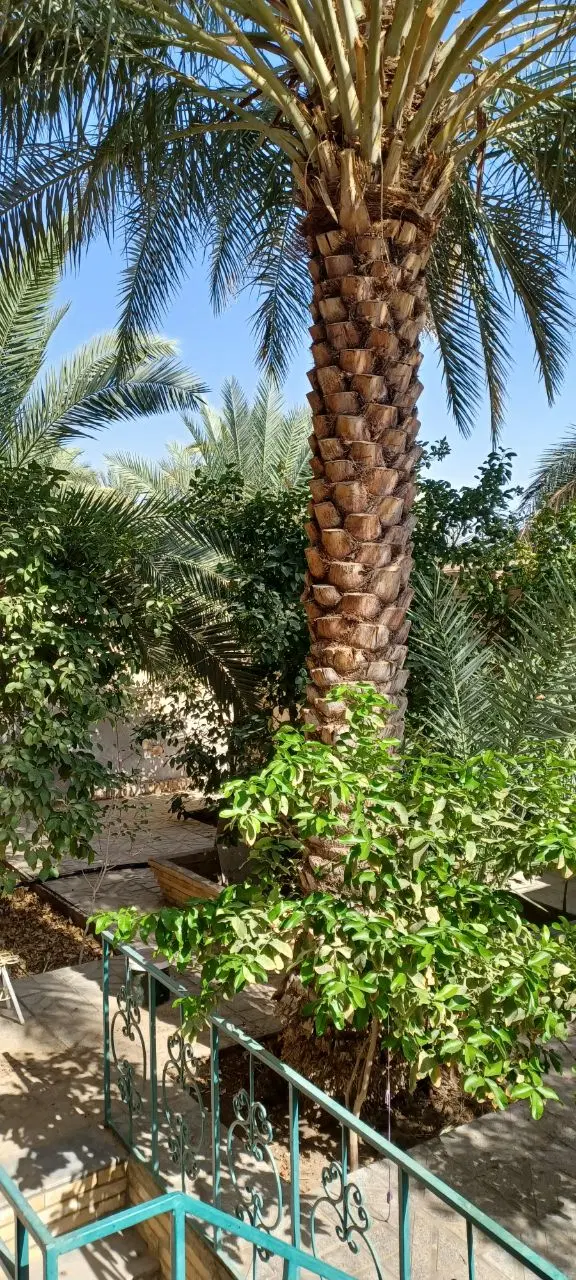 باغ منزل کوچه  جنب باغ گلشن