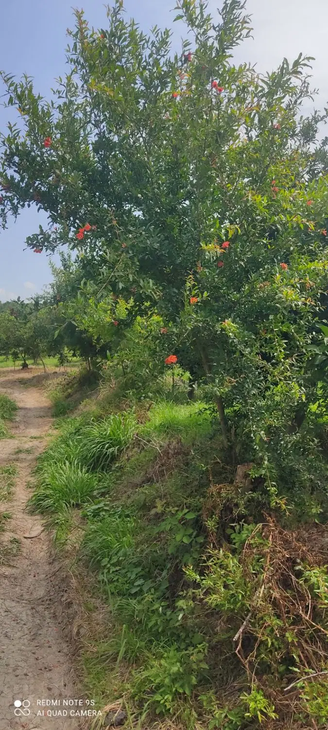 باغچه ویودار (بابلکنار درونکلا) جنگلی بی نظیر