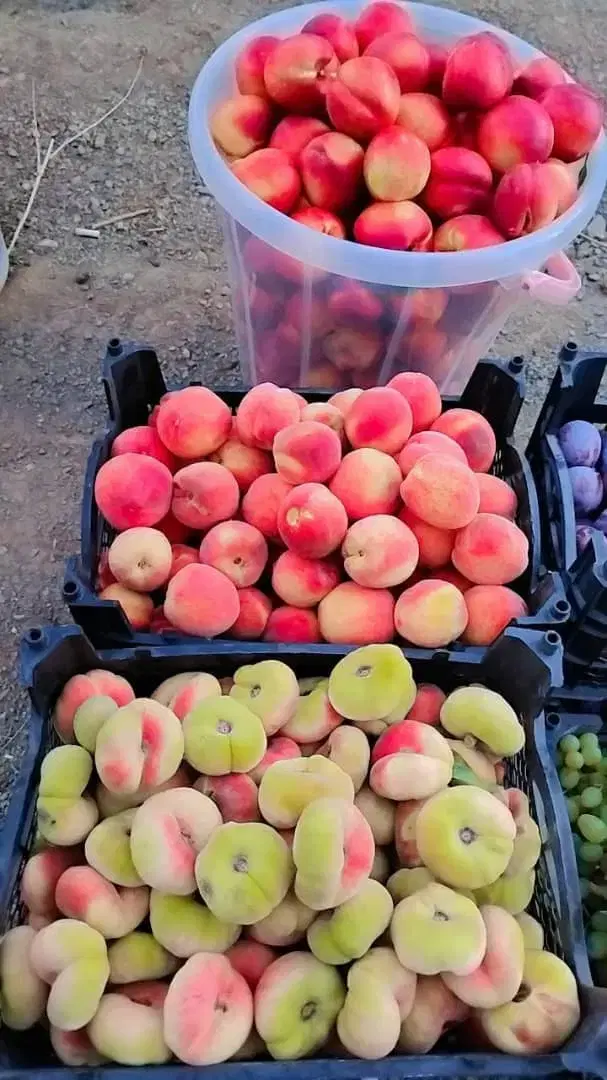 باغات ابعاد مختلف _فاز ویلایی زاینده رود