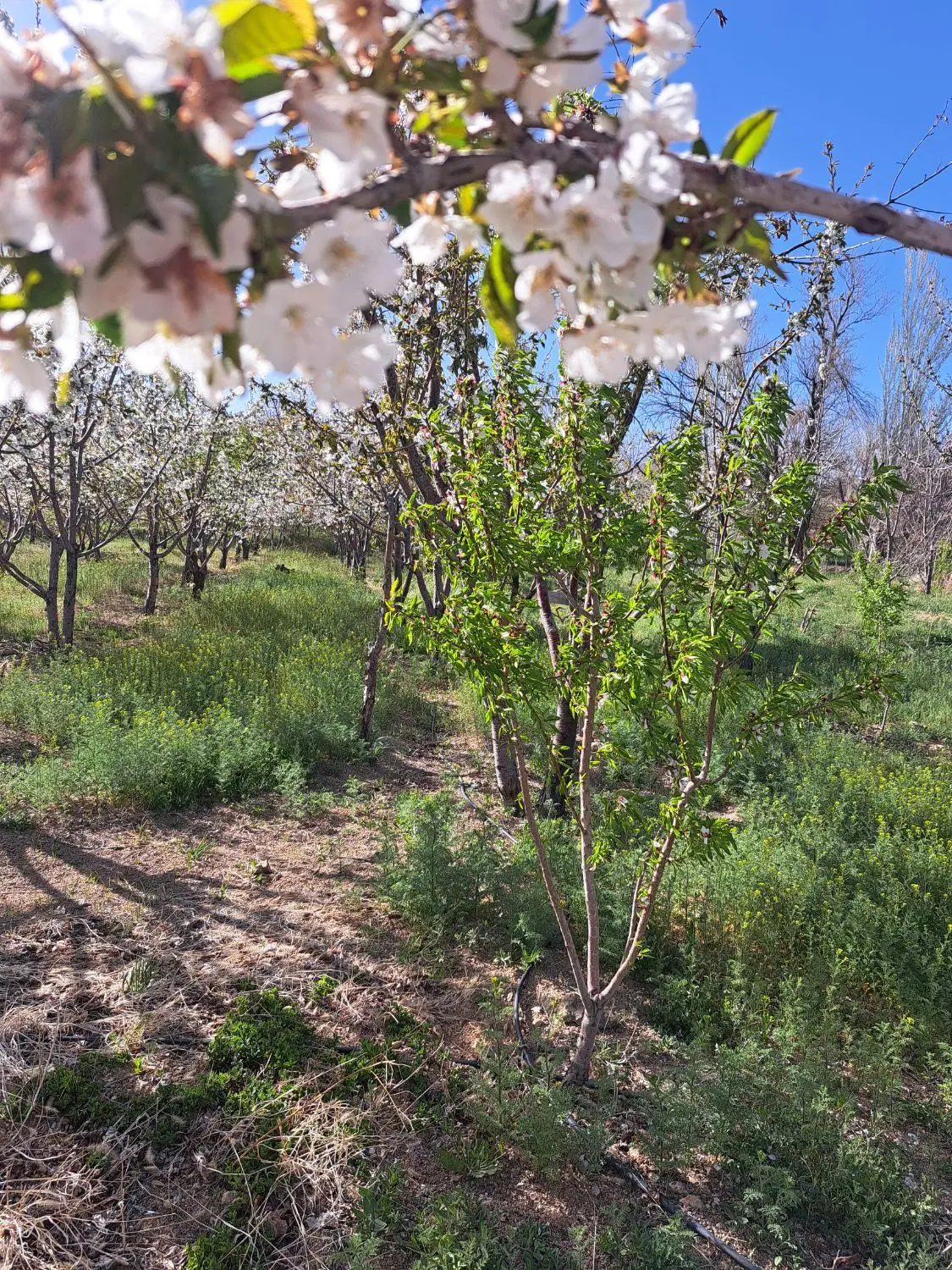 فروش باغ درروستای شوراب صغیروپل زمانخان