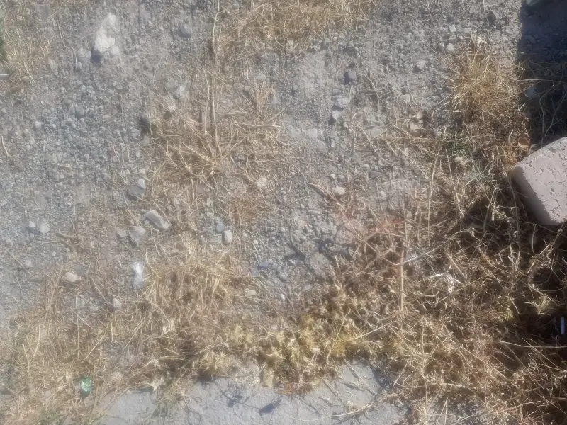 زمین مسکونی