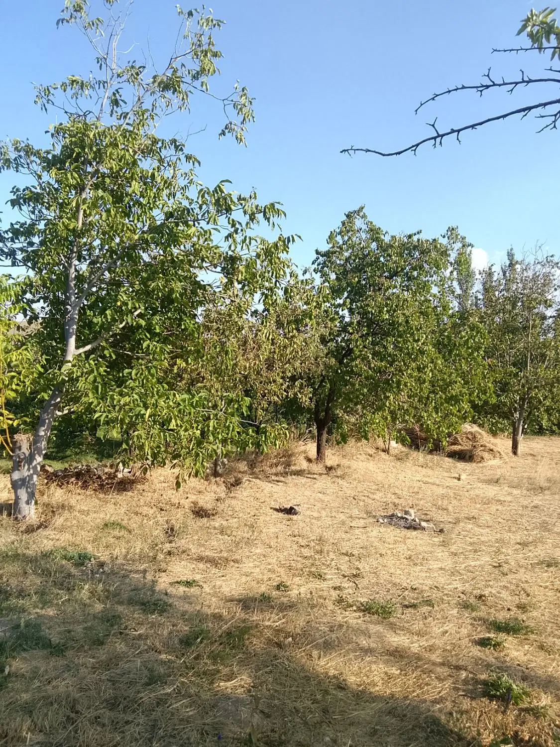 باغ در روستای هاسون