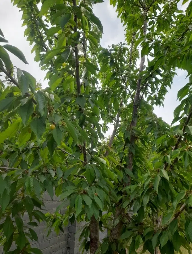 ویلا باغ باغچه سربندان دماوند