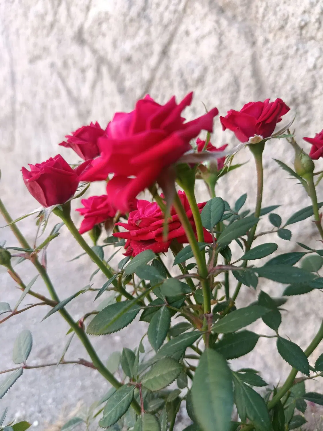 باغ حصار دار نقلی در اسکو