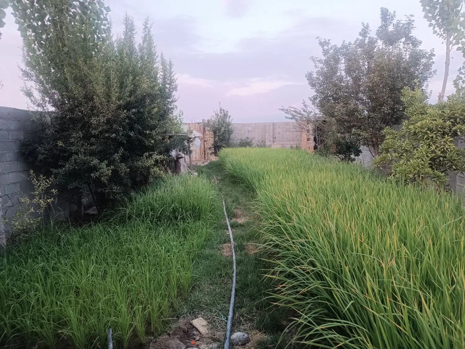 یک قطعه زمین داخل بافت۲۰۳متر