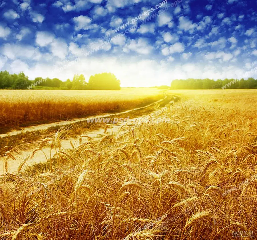 زمین زراعی برای کشت