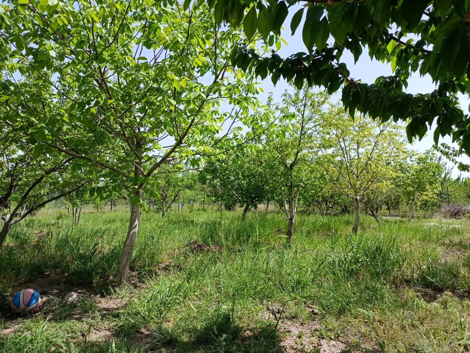 باغچه هزار متری