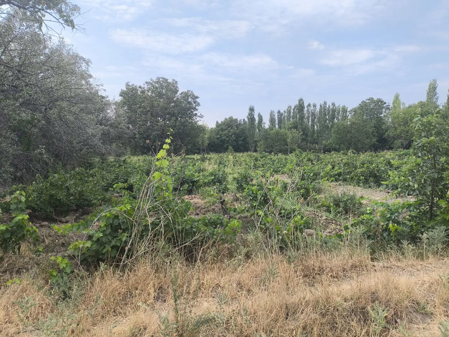 فروش سهم سندی در پلاک ۱۲۳ اصلی