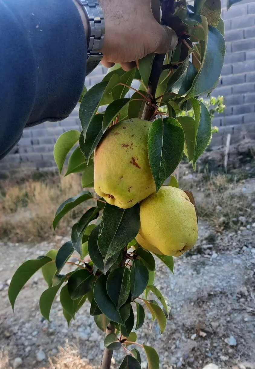 ۴۰۰ متر باغ ویلا، شهرکی