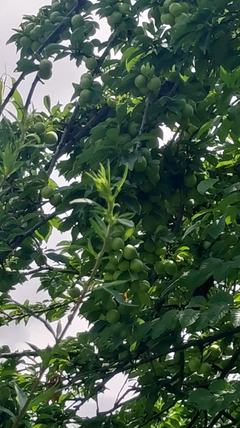 اجاره باغ ویلایی خاص۴۴۰ متری دو کله