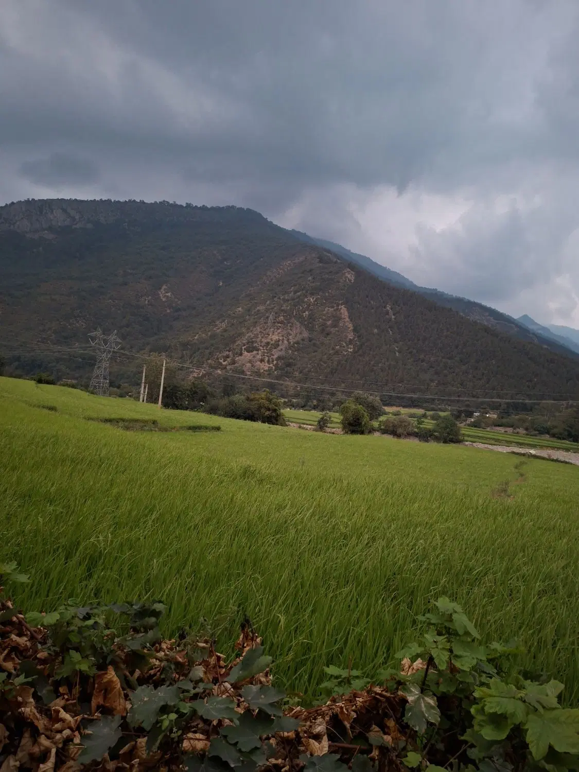 زمین کشاورزی