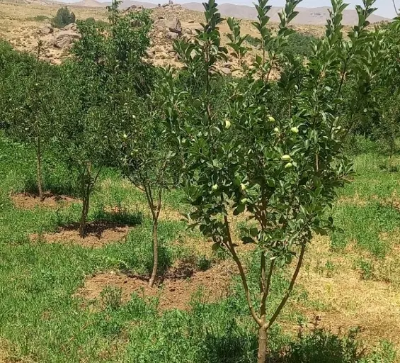 باغ گردو در وهنان(بهشت پنهان)