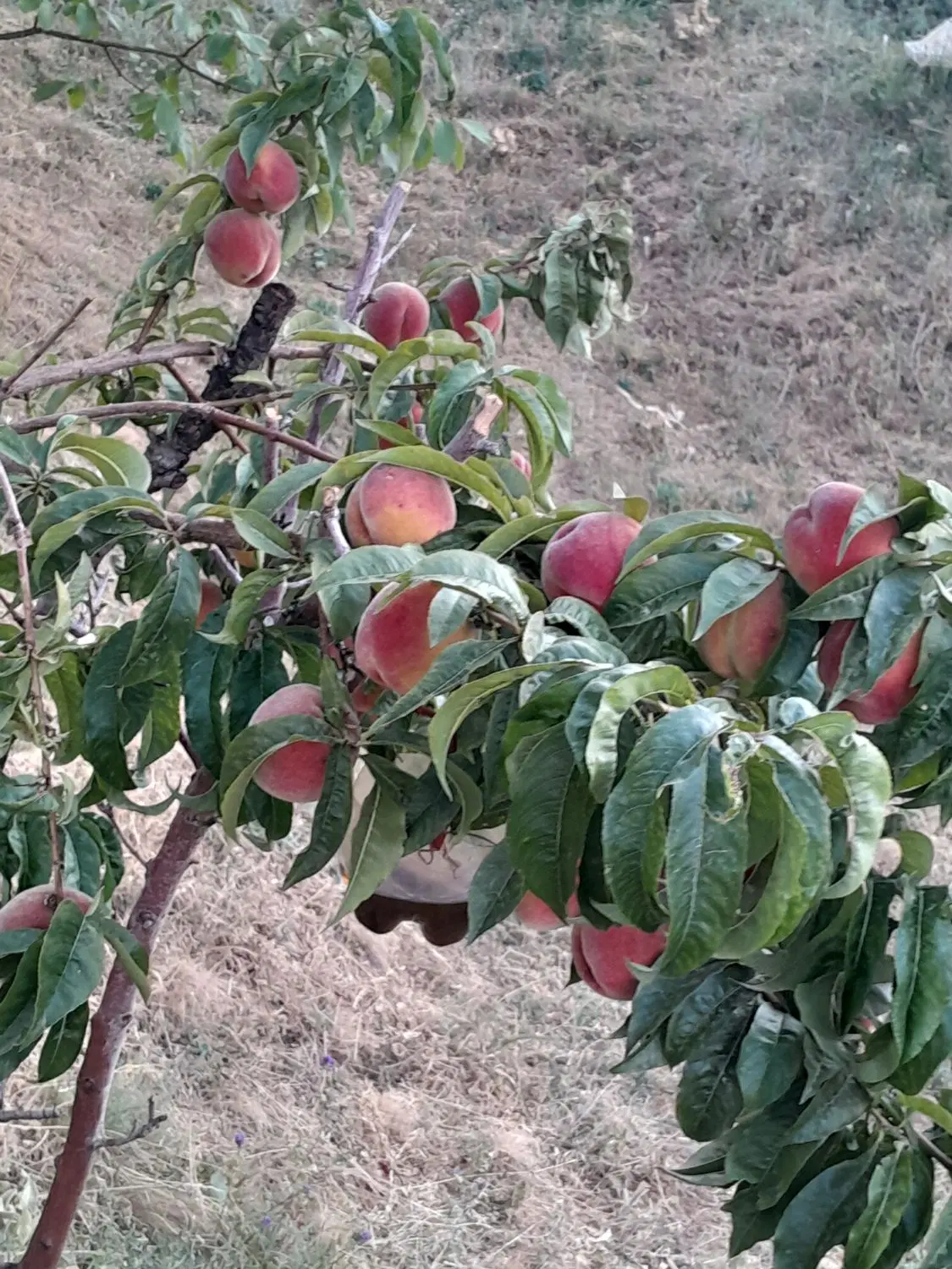 باغ میوه