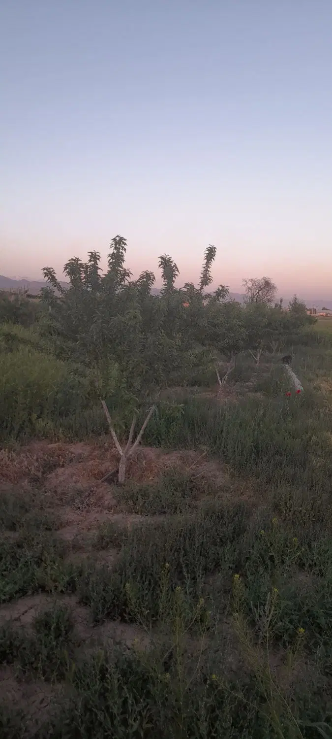 باغ معاوضه باوخودرو وخانه