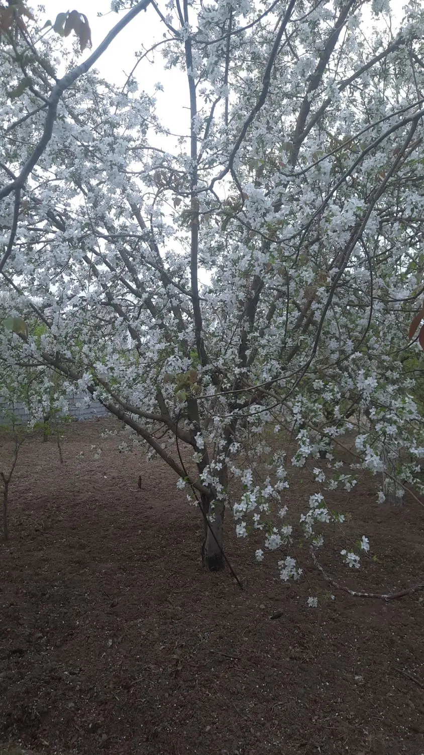 فروش باغ در باغبادران