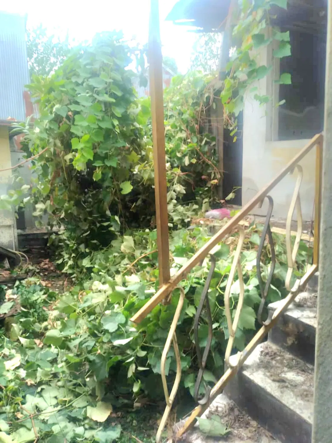 خونه قدیمی،در توشیبا محمدنژاد