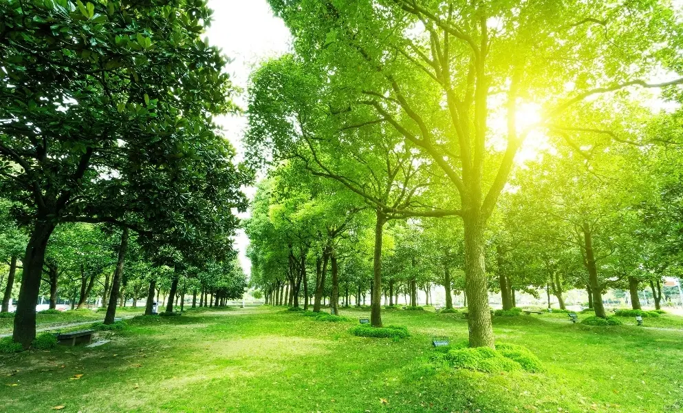 زمین باغ باغچه پیشک ۱.۲.۳ کاسبی