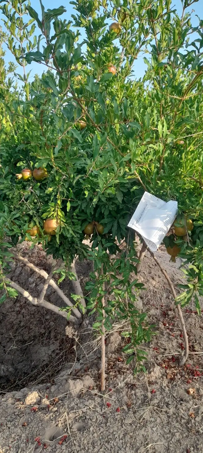 باغ روستای الوسجرد