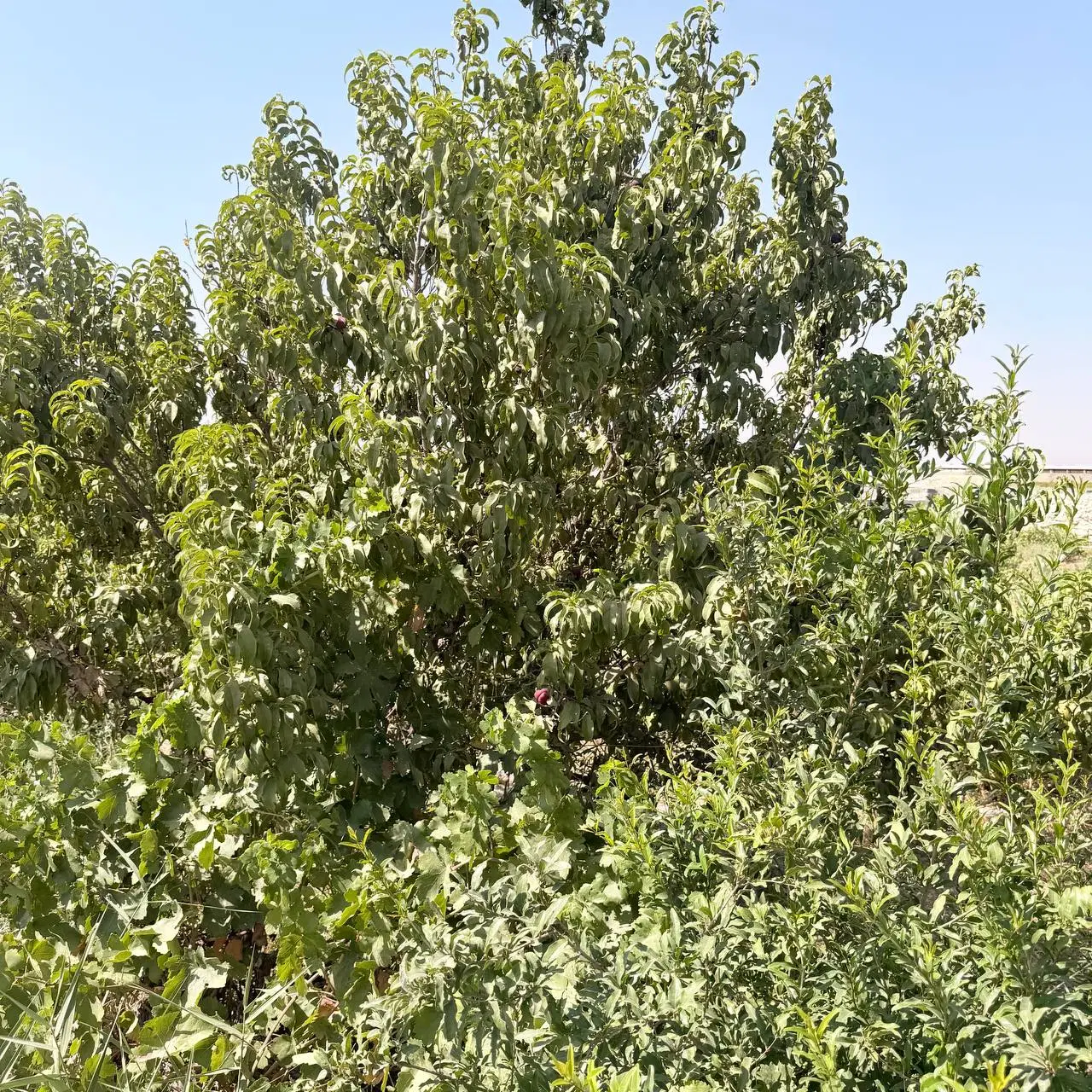 باغ و باغچه (سند تک برگ )دارای برق