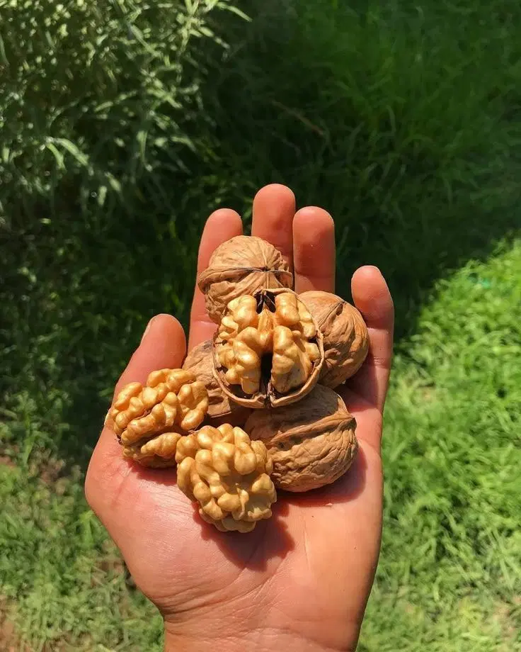 ۳۰۰۰ متر باغ