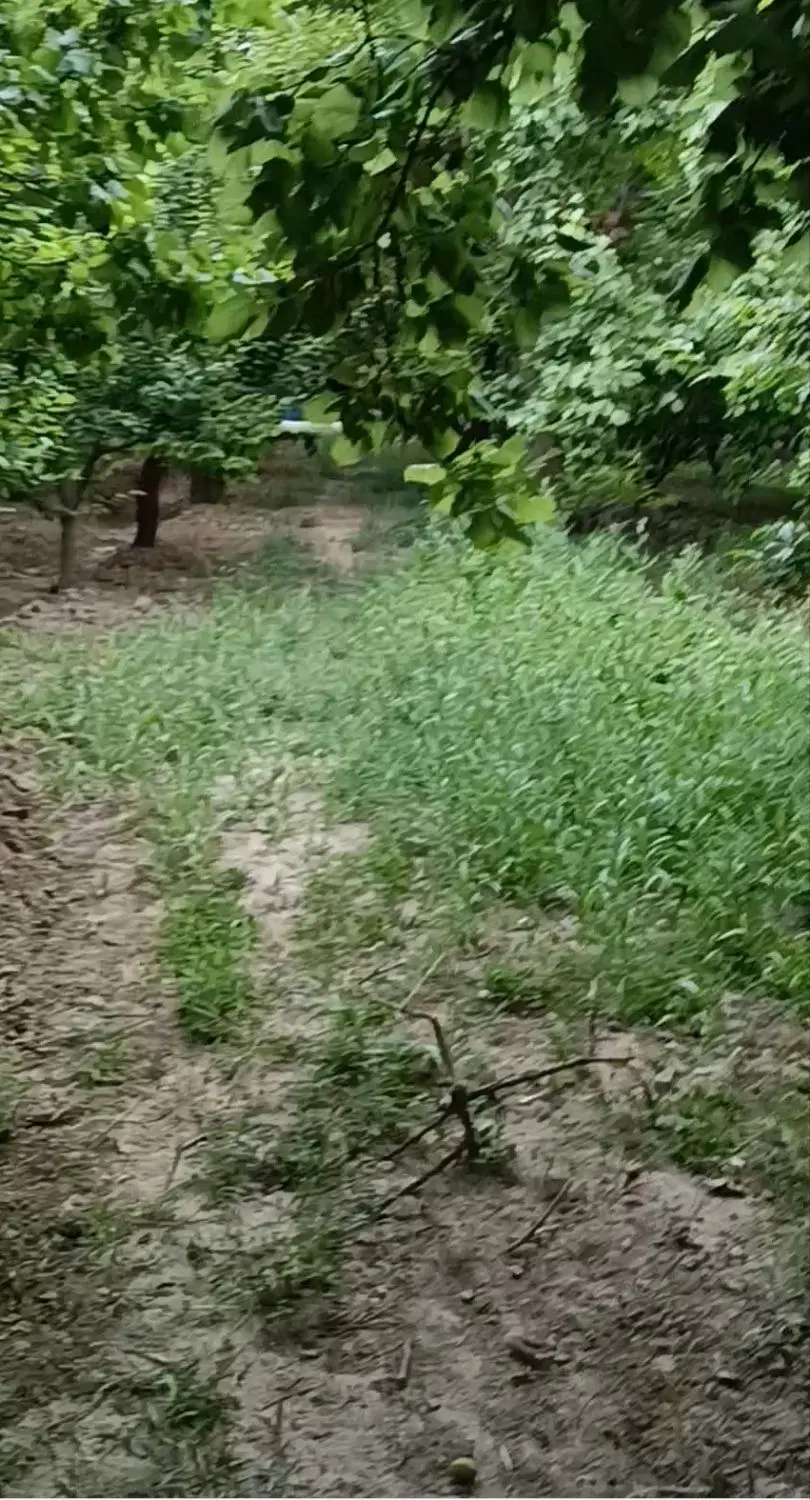 باغچه۴۰۰ متری سندتک برگ صباشهر
