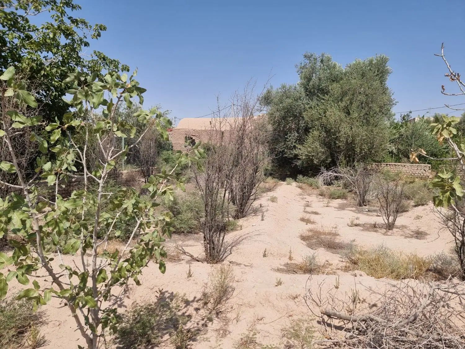زمین مسکونی و باغی