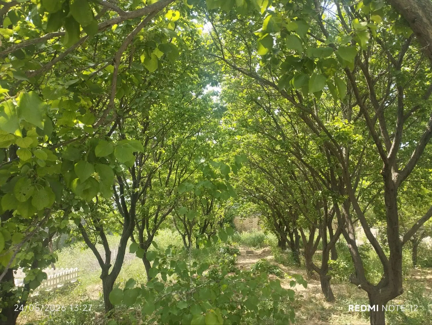 باغ کلاکوب سجاد ۱۲