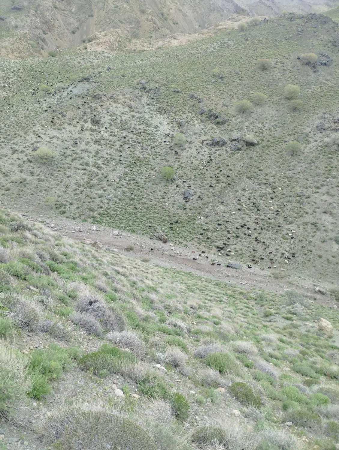 خانه اجاره ای خواف یا لاج