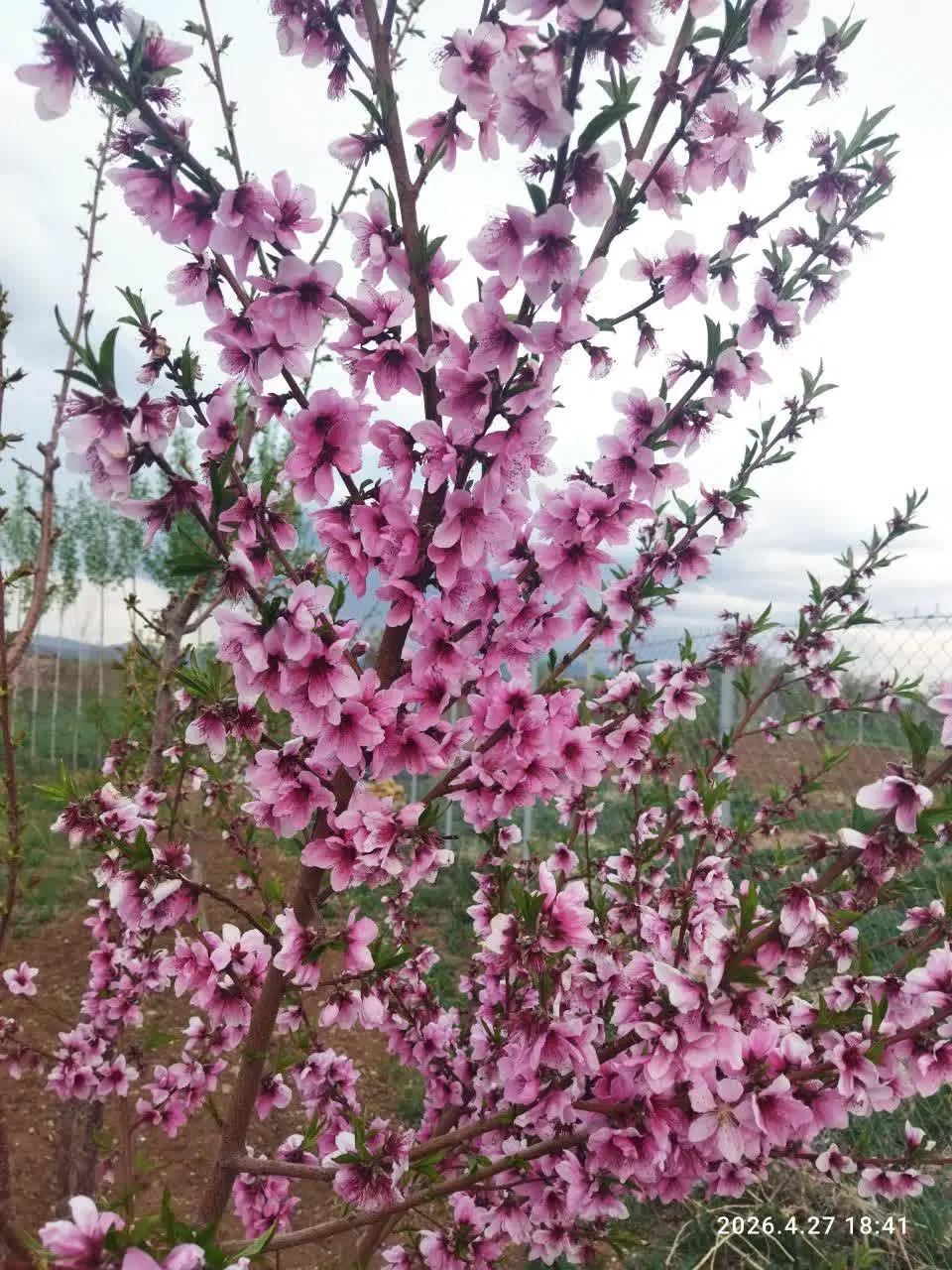 فروش باغ نرسیده به باغ صفائیان روستای سارمساقلپ
