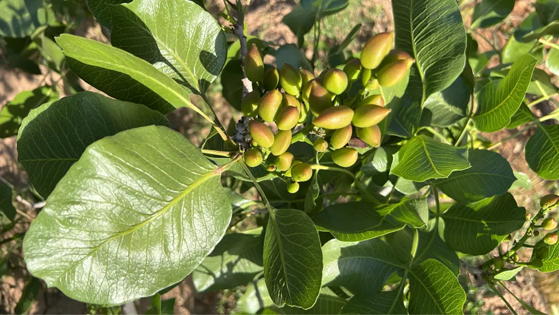 باغ میوه و پسته