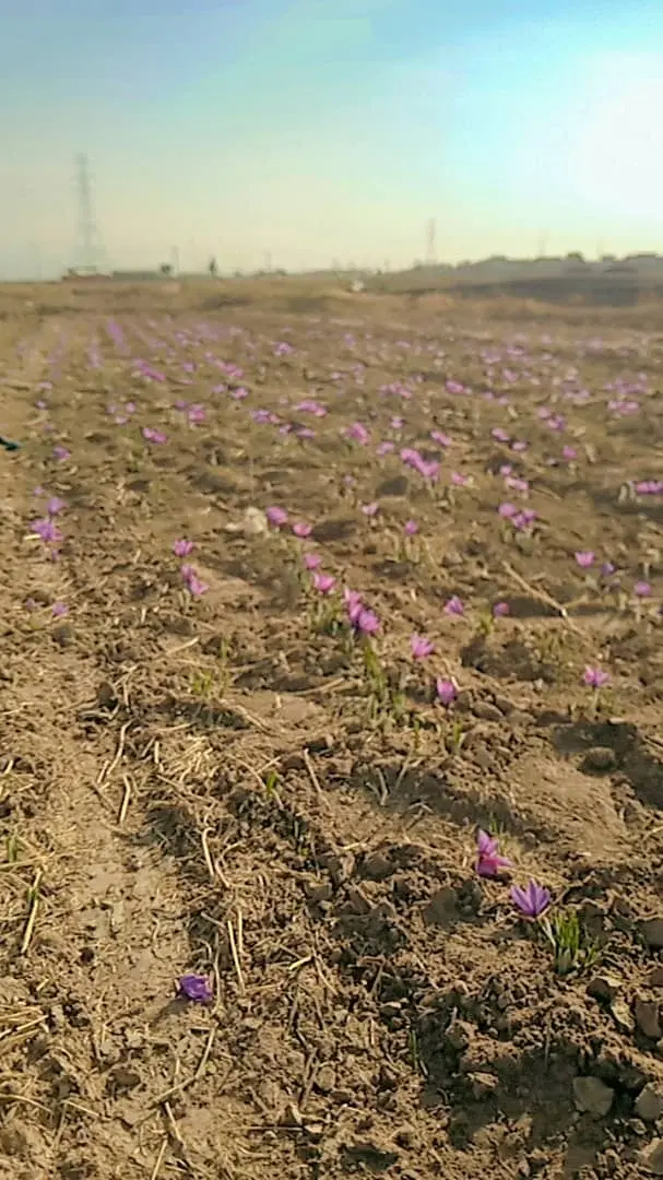 زمین مسکونی واسه ساخت ۲۵۰ متر هست