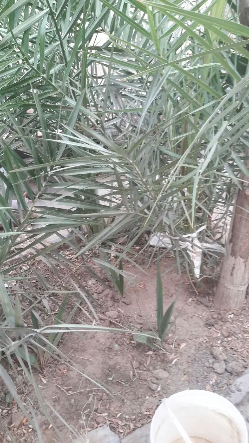 فـروش یـک قــطــعــه زمـیــن بــا سـنــد